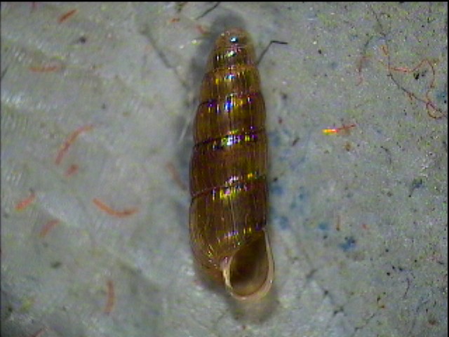 Acicula beneckei (Andreae, 1883)